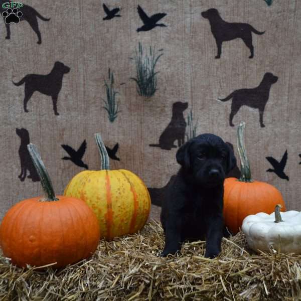 Gunner, Black Labrador Retriever Puppy